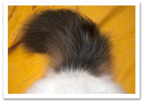 Tail of all Tails R Olson.jpg